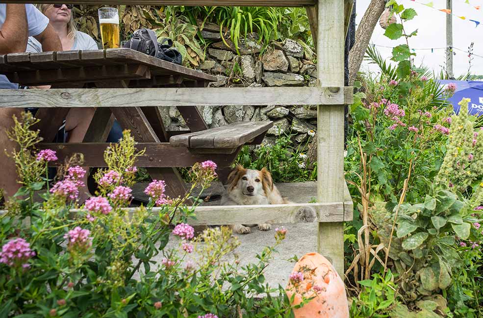 Top 6 dog friendly cafes on the Isle of Wight